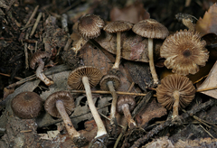 Inocybe cincinnata