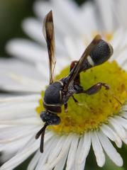 Micrapion bilineatum