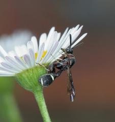 Micrapion bilineatum
