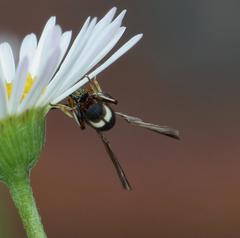 Micrapion bilineatum