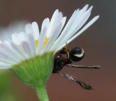 Micrapion bilineatum