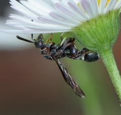 Micrapion bilineatum