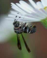 Micrapion bilineatum