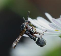 Micrapion bilineatum