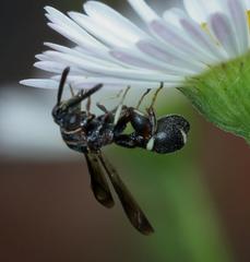 Micrapion bilineatum