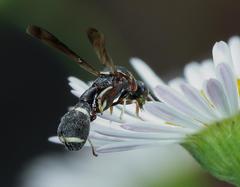 Micrapion bilineatum