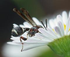 Micrapion bilineatum