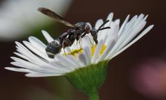 Micrapion bilineatum