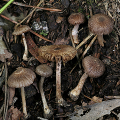 Inocybe cincinnata