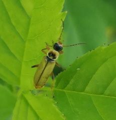 Metacantharis clypeata