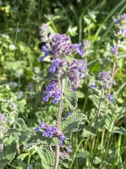 Nepeta racemosa