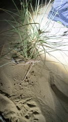 Bunopus tuberculatus