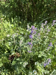 Nepeta racemosa