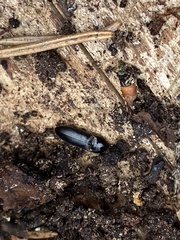 Ampedus erythrogonus