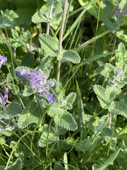 Nepeta racemosa