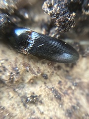 Ampedus erythrogonus