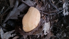 Hydnum subolympicum