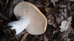 Hydnum subolympicum
