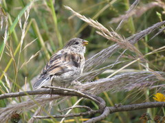 Catamenia analis