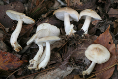 Gerhardtia