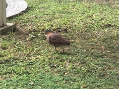 Gorsachius melanolophus