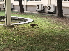 Gorsachius melanolophus