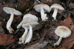 Gerhardtia