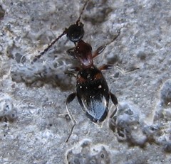 Anthelephila pedestris