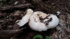 Lactarius zonarius riparius