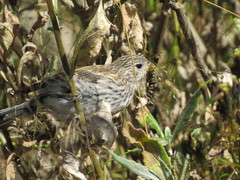 Catamenia analis