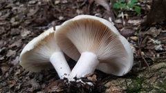 Lactarius zonarius riparius