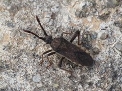 Loxocnemis dentator