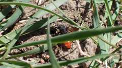 Sphecodes albilabris