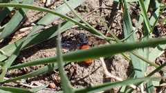 Sphecodes albilabris