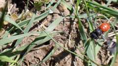 Sphecodes albilabris