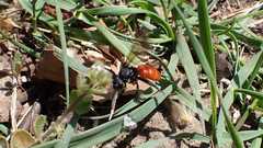 Sphecodes albilabris