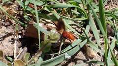 Sphecodes albilabris