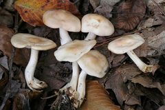 Gerhardtia