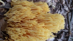 Ramaria caulifloriformis