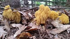 Ramaria caulifloriformis