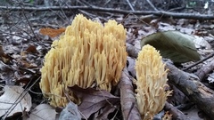 Ramaria caulifloriformis