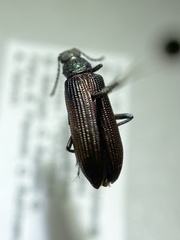 Strongylium crenatum