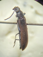 Strongylium crenatum