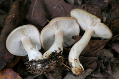Gerhardtia