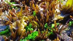 Mazzaella laminarioides