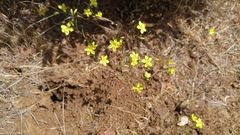 Hesperolinon breweri