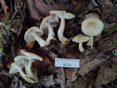 Gerhardtia