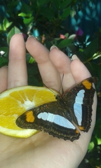 Adelpha serpa