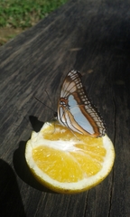 Adelpha serpa