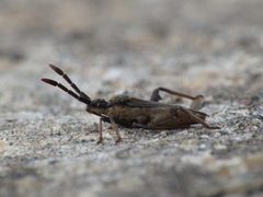 Loxocnemis dentator